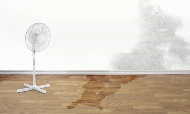 Best Ceiling water damage repair  in Jackson, AL